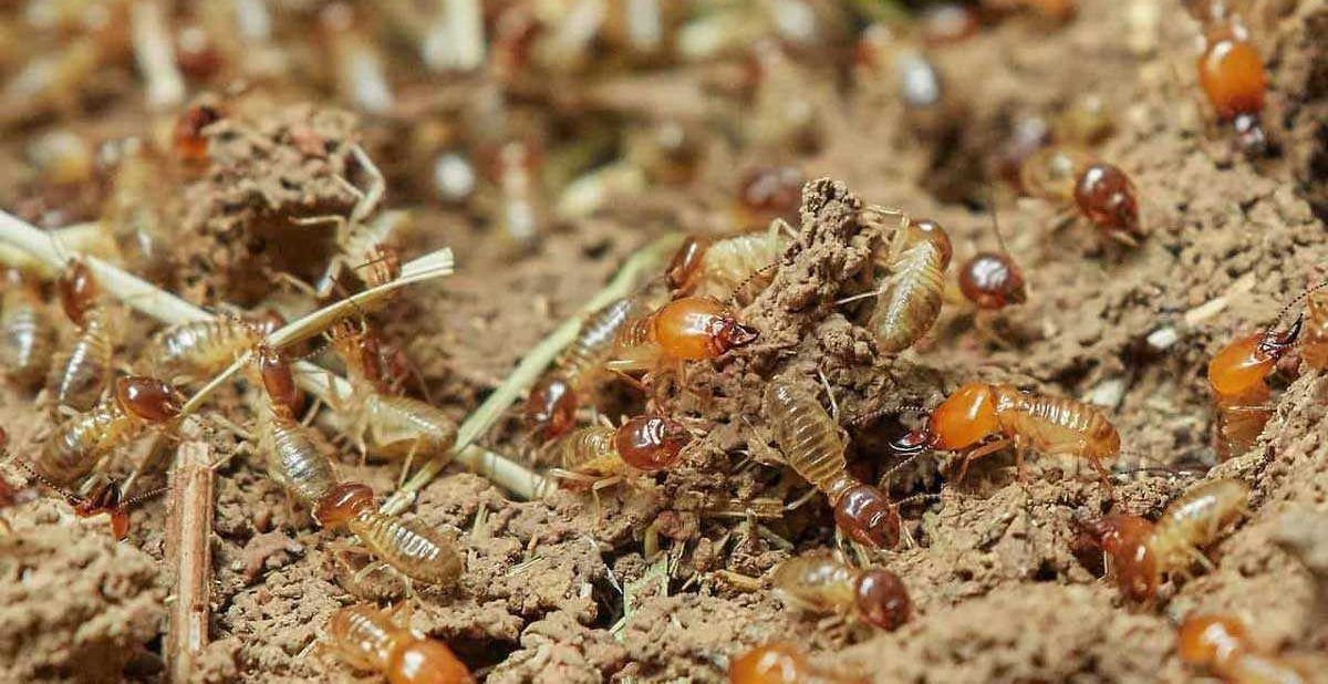 Termite treatment to prevent termite infestation