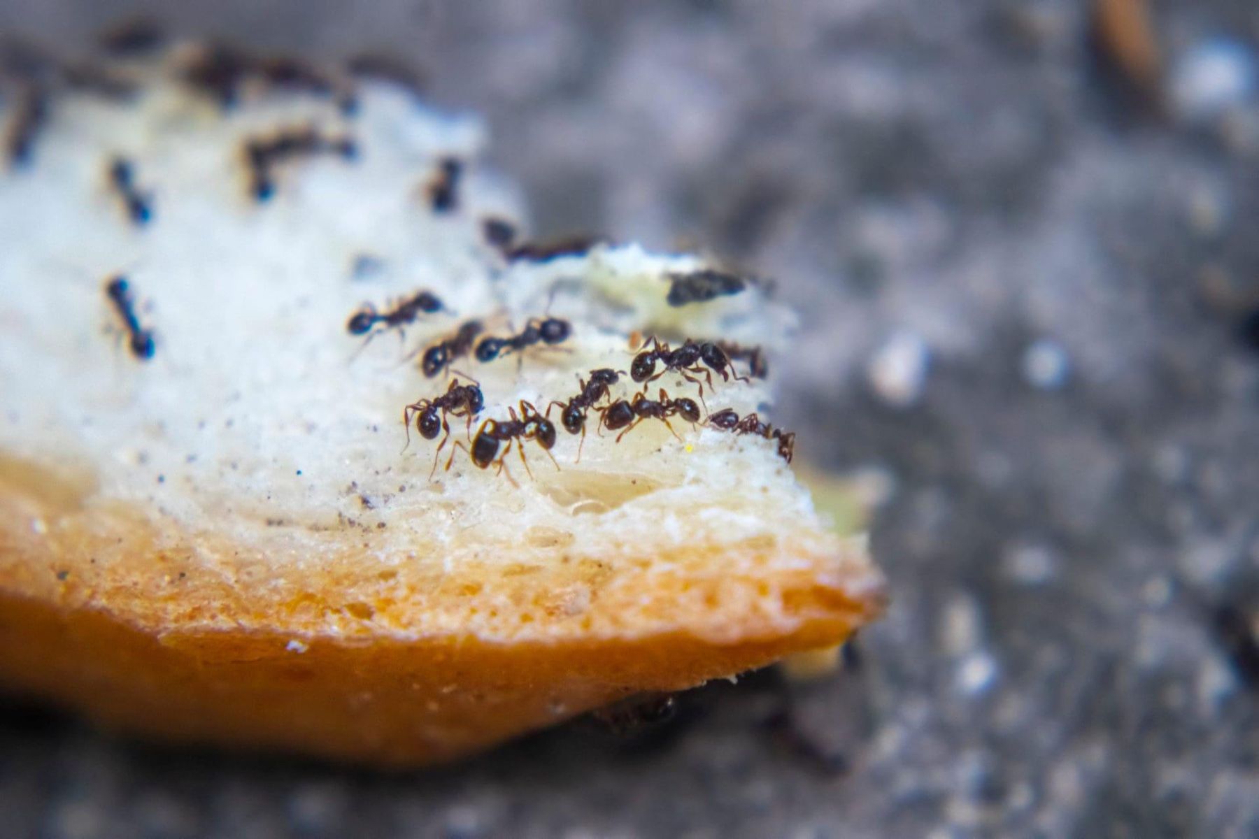 Food businesses need an ant exterminator to properly deal with infestations