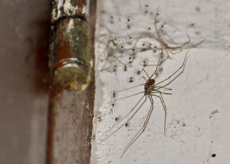 winter pest control - Daddy long legs spider