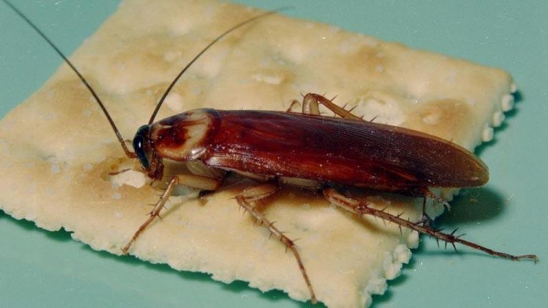 winter pest control - American cockroach