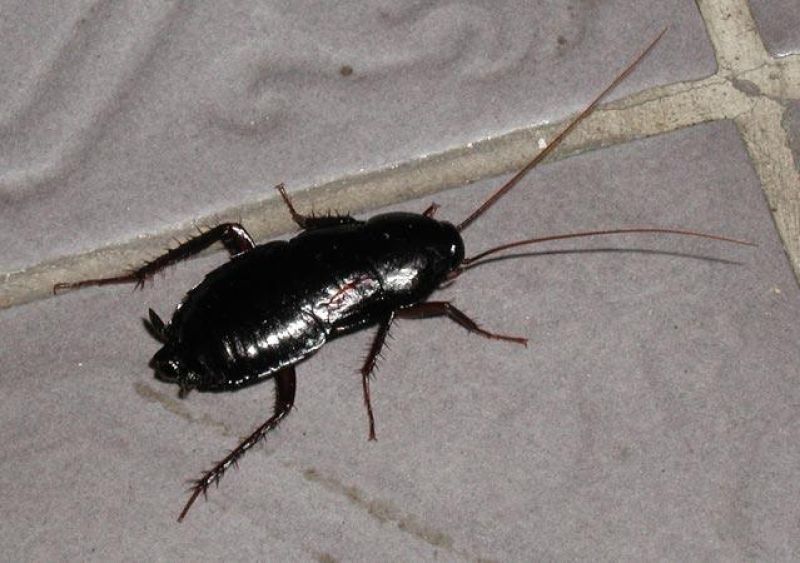 winter pest control - Oriental cockroach