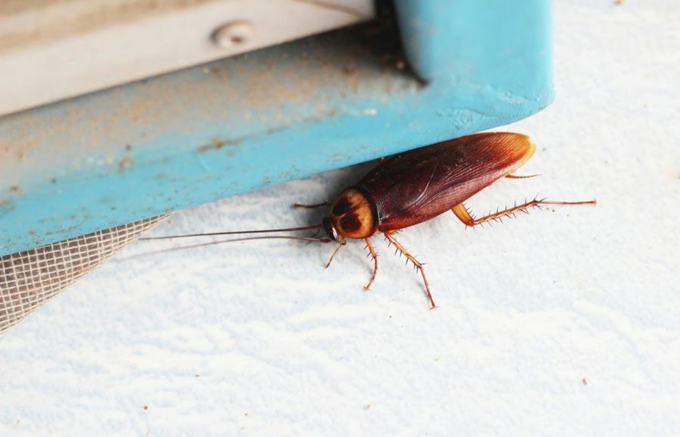 Pest control in winter - cockroach