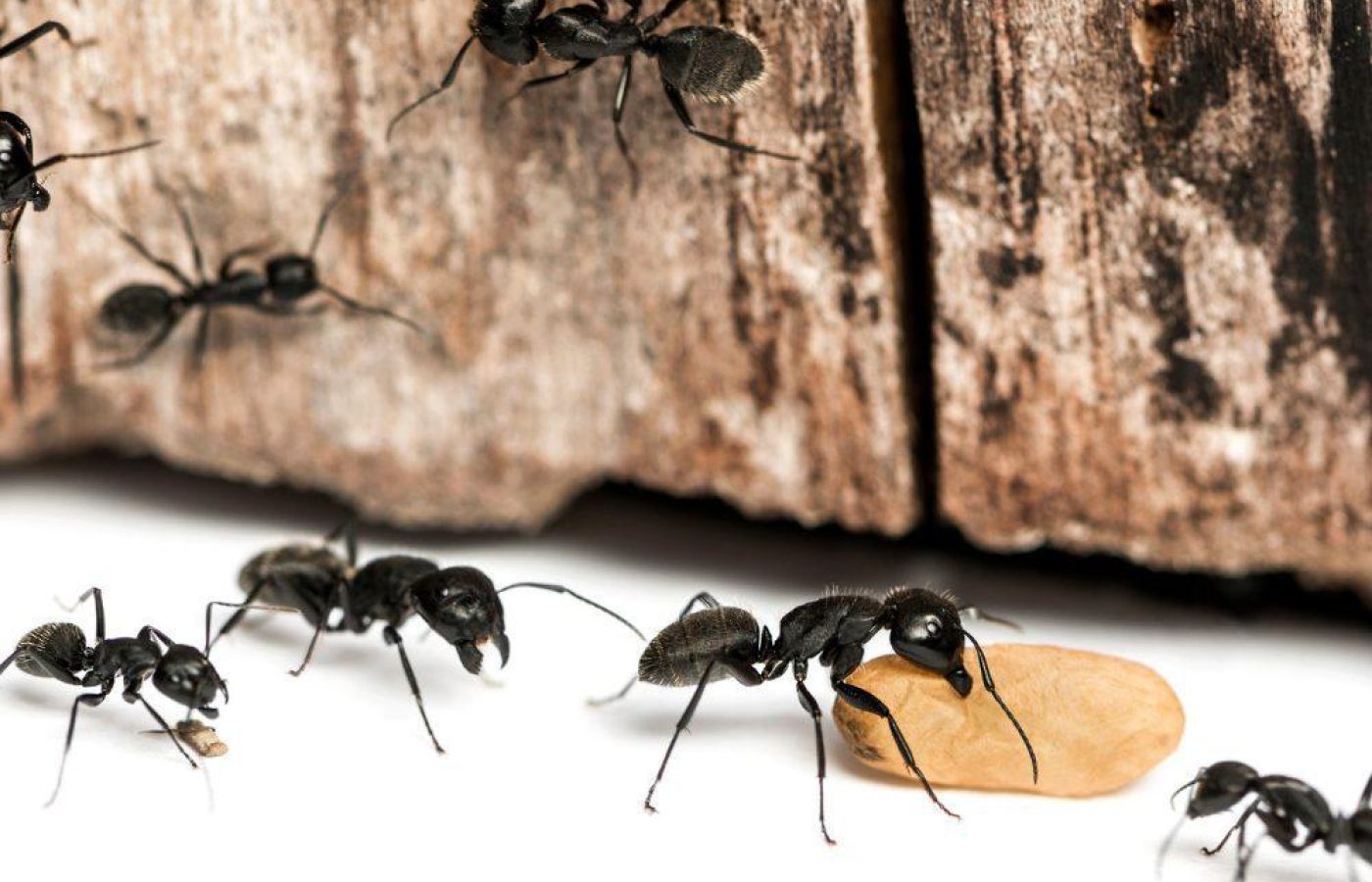 Professional ant pest control treatments for home and business infestations