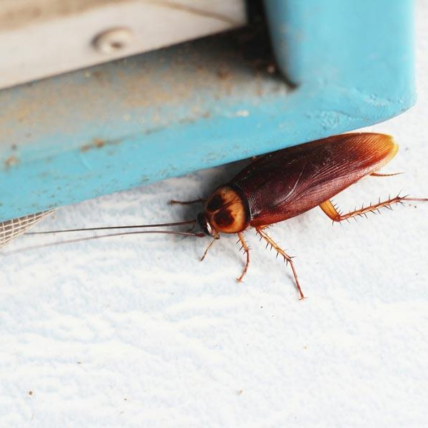 Pest control in winter - cockroach