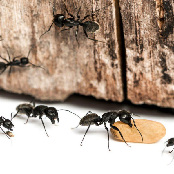 Professional ant pest control treatments for home and business infestations