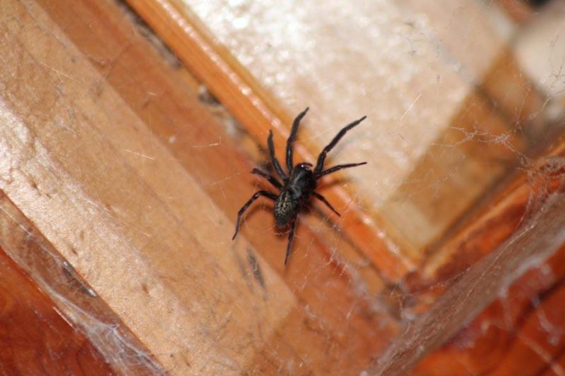 winter pest control - Black house spider