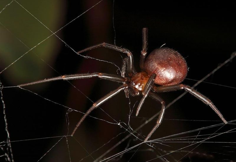 winter pest control - cupboard spider