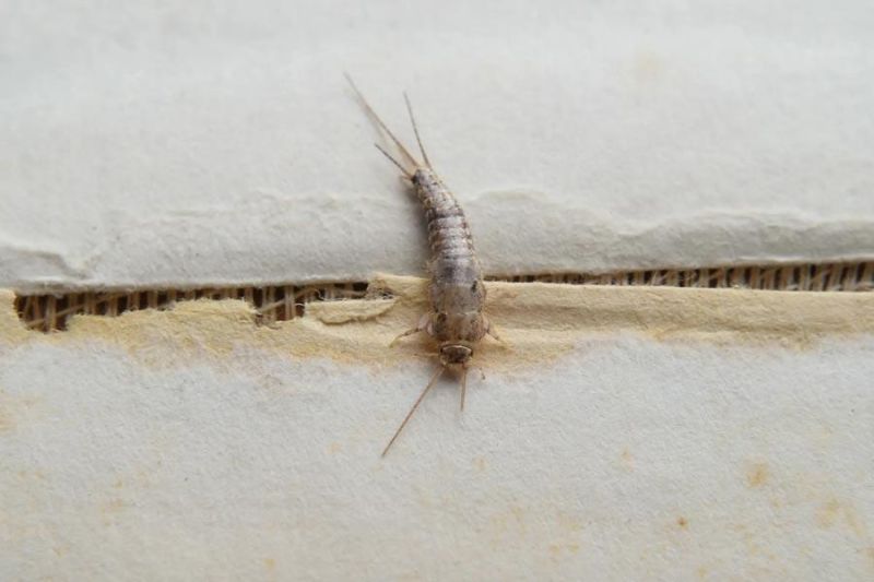 winter pest control - silverfish