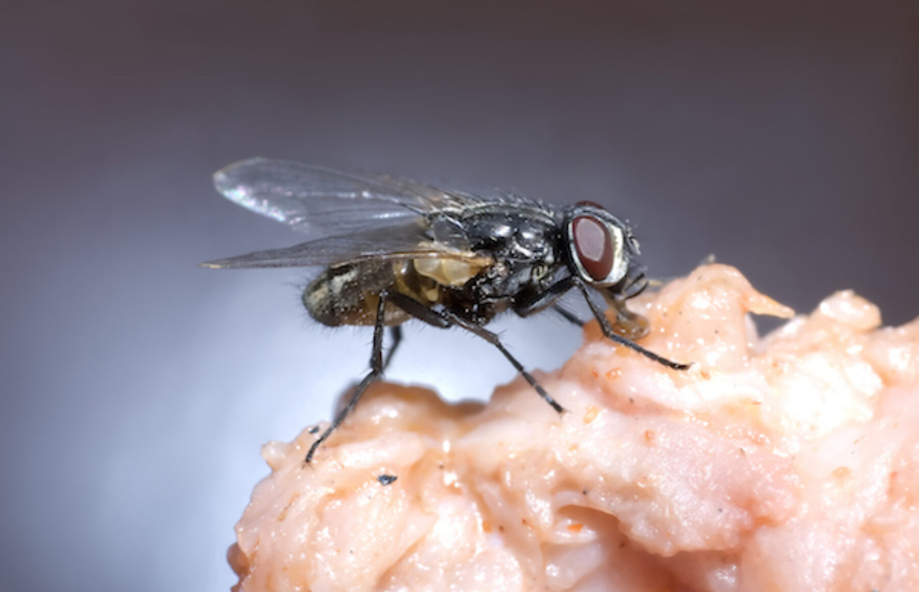 Fruit flies are being especially annoying this year