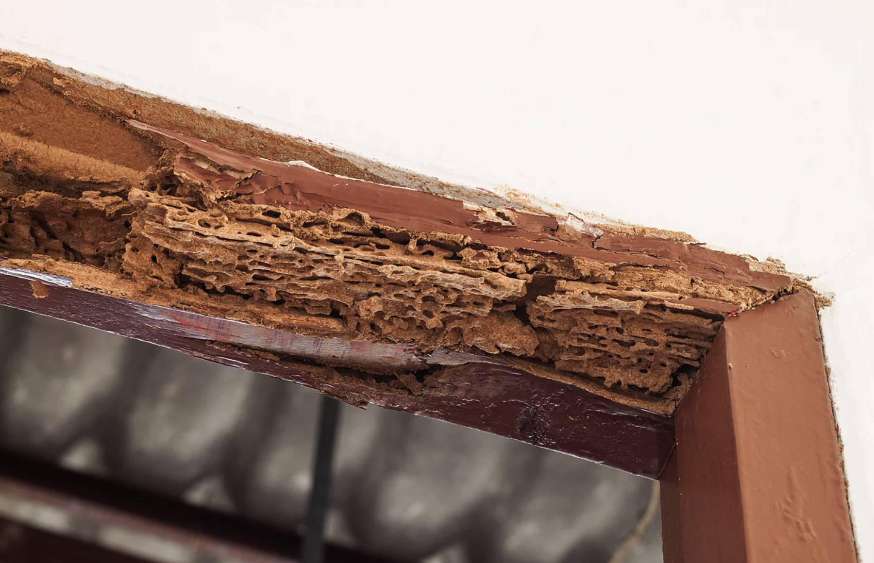 Termite Damage 